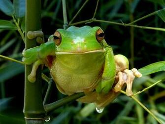 Frog Desktop Wallpaper