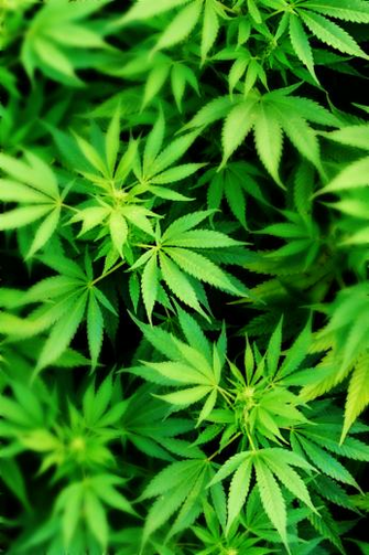 Weed HD Wallpaper For iPhone