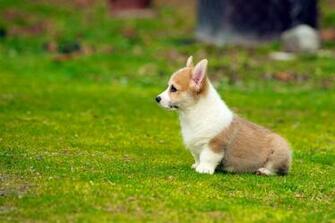 The Cutest Corgi Puppies Of All Time Stuff Makes Me Happy