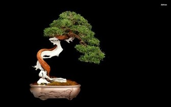 Most Ed Bonsai Wallpaper Full HD Search