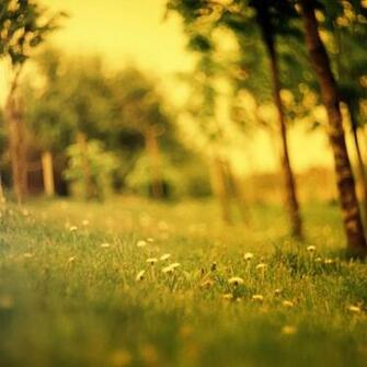 Summer iPad Wallpaper