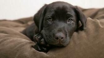 Dogs Puppies Wallpaper