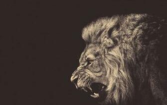 Lion Roar HD Wallpaper And Picture For