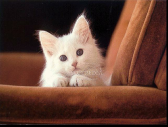 Kitty Screensaver Screenshots