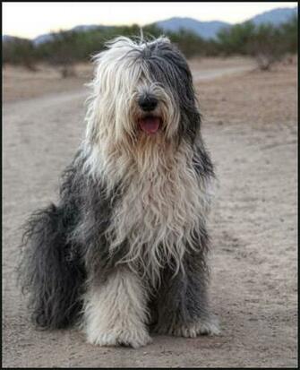 Showing Gallery For Old English Sheepdog Wallpaper