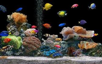 Coral Saltwater Fish Wallpaper Desktop