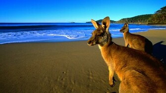 Photos Animals Kangaroo Photo Collection Kangaroos HD Wallpaper