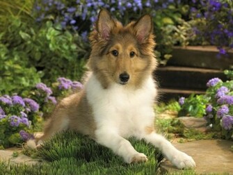 Sheltie Dog Wallpaper