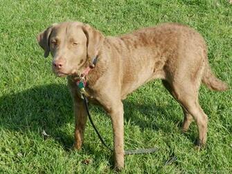 Chesapeake Bay Retriever HD Wallpaper