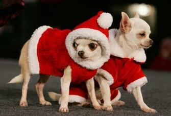 Cats Dogs Elephants They Too Are Santas Photos International