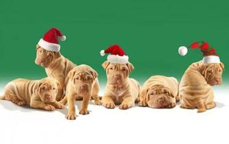 Wallpaper Best Cute Funny