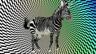 Black White Zebra Wallpaper Barbaras HD