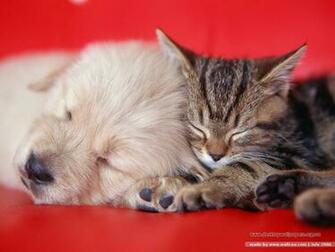 Dogs And Cats Vs Wallpaper