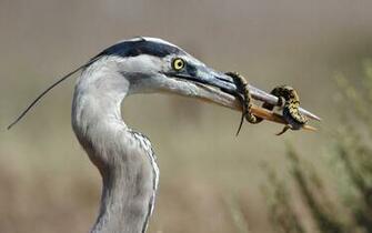 Great Blue Heron Lizard Wallpaper