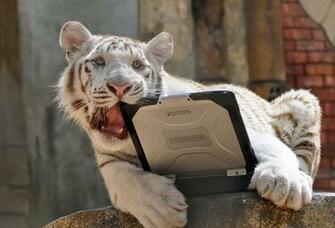 Nalin Bites The Toughbook Graphics Code