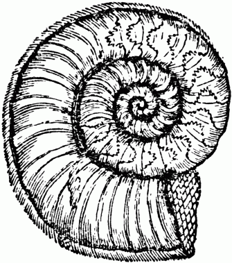 Ammonite Lg Wallpaper