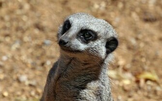 Meerkats Wallpaper Fun Animals Wiki Videos Pictures Stories