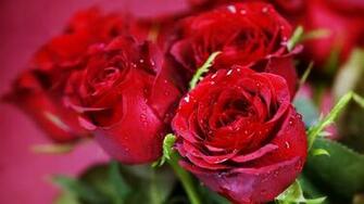 Agua Florece Rosas Rojas En Primer Plano Fondos De Pantalla
