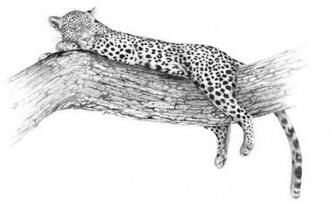 Pencil Drawings