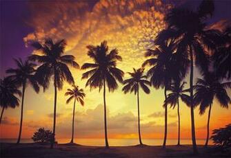 Scarface Palm Tree Wallpaper Welcome To Murals4u