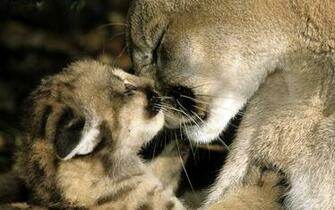 Mountain Lions Wallpaper Kissing HD