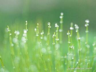 Early Spring Scene Wallpaper Sprouts Photo On The