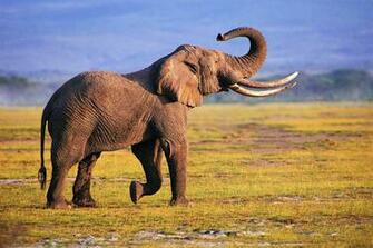 African Elephant Wallpaper