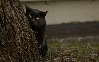 Blackberry iPad Suspicious Black Cat Screensaver For Kindle3 And Dx