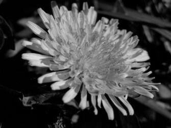 Dandelion Desktop Background Wallpaper