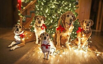 Of Dogs Under The Christmas Tree HD Wallpaper With