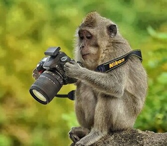 Funny Monkey And Camera Wallpaper Unique HD