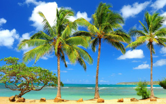 Palm Tree Wallpaper Top Image For Pc