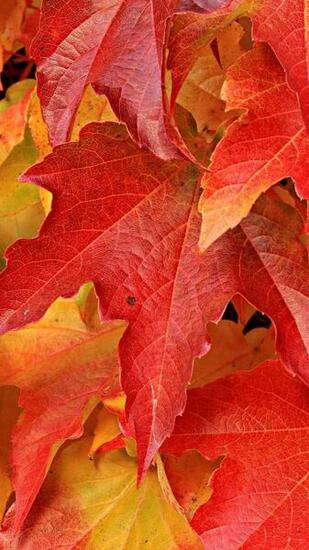 Red Maple Leaves Wallpaper iPhone Android Desktop Background