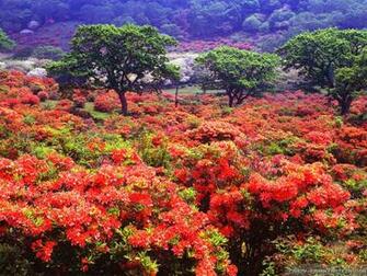 HD Wallpaper Fresh Colorful Nature Spring Landscape By
