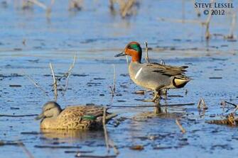 Delta Waterfowl Wallpaper Magazine