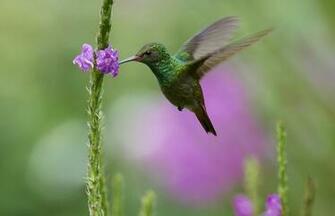 Colibri Wallpaper High Quality