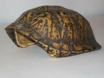 Tortoise Shell By Markopolio Stock