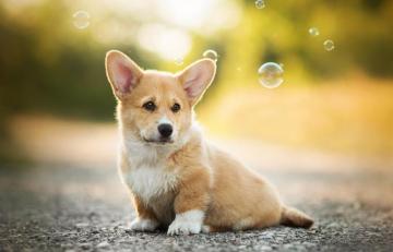 Corgi HD Wallpaper And Background