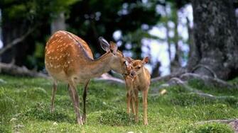 Wallpaper Deer Baby Grass Care Walking Wood Full HD