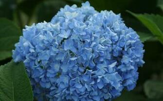 Fine Gardening Wallpaper Hydrangea Macrophylla Decatur Blue