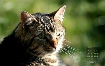 Desktop Wallpaper Calendar Cat Tabby Tuna