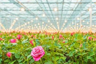 The Roses Grown In Greenhouse Flower Wallpaper Flowers