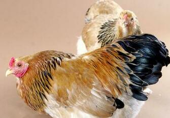 Chicken Hen Bird Image Desktop Background Wallpaper