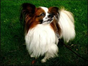 Papillon Wallpaper