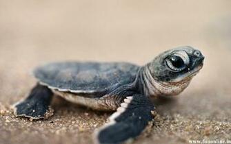 Cute Turtles Wallpaper