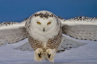 Home Animals Wild Birds Others Snowy Owl Wallpaper
