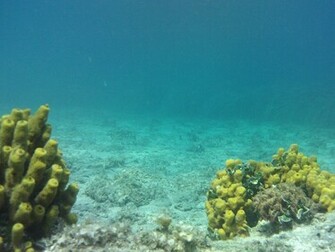 Under Water Wallpaper HD Topwallpaper