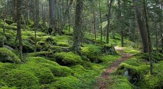 Trail Wallpaper