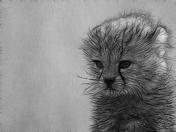 HD Animal Drawing Wallpaper On