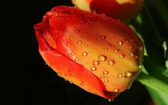 Bud Drops HD Wallpaper
